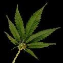 Picture for song 'I LOVE WEED' by artist 'A-Lex (US)TN'