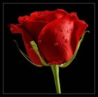 Picture for song 'Creative Unity' by artist 'Aloka'