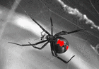Picture for song 'Spider Queen' by artist 'Andrew Stone'