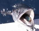Picture for song 'Gone Fishin' by artist 'Angstrum'