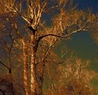 Picture for song 'Eleventh Century' by artist 'Annastatsea'