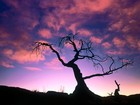 Picture for song 'Dark Dawn' by artist 'Arctic Soul'
