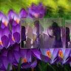 Picture for song 'Disappearing (1:02min)' by artist 'Aural Pleasure: The Poetry of Brenda Clews'