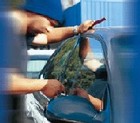 Picture for song 'instrumental of sras *Car Thievez*' by artist 'Beat Of Sras'
