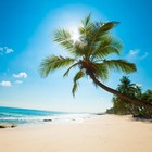 Picture for song 'Carribean Kronic (SOLD)' by artist 'BeatsbySV'