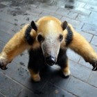 Picture for song 'Gotta be tough (preview)' by artist 'BEIJING BASS'