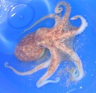 Picture for song 'wax' by artist 'Blue Le'goon'