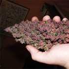 Picture for song 'Coke Battle Rimz' by artist 'BombShelter Productions'