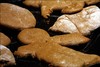 Picture for song 'hopalonggingerbreadman' by artist 'butch franklin'