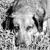 Picture for song 'Blues para Canelo' by artist 'Cambridge 2003'