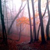 Picture for song 'Espíritu de los bosques' by artist 'Cambridge 2003'