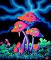 Picture for song 'Mushroom Guitars' by artist 'Charrel D'