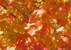 Picture for song 'Autumn (Remix)' by artist 'Chris English (US)'