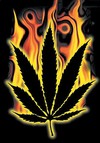 Picture for song 'weed song' by artist 'cleveland twoface'