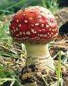 Picture for song 'Fungi From Seattle' by artist 'Conory'