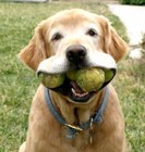 Picture for song 'Dog Balls' by artist 'Correspondents'