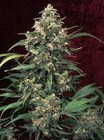 Picture for song 'The Dank (WIP)' by artist 'Crystal Trees'