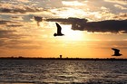 Picture for song 'FLY AWAY w/chorus ((FREE DOWNLOAD))' by artist 'Cuddy Bay Beats'