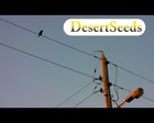 Picture for song '002_Got No Time_DesertSeeds_CCYM_SC09' by artist 'Desert Seeds'
