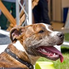 Picture for song 'DOG LOVERS' by artist 'Desibell And The Raiders Of The Lost Quark'