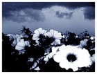 Picture for song 'Neverina' by artist 'deyo'