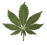 Picture for song 'Just Reggae Rhythm' by artist 'djbejoyous'