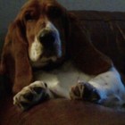 Picture for song 'Delilah' by artist 'Dollar Bill and the Unmentionables'