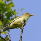 Picture for song 'hypolais polyglotte - Melodious Warbler' by artist 'dombes'