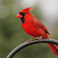 Picture for song 'As The Cardinal Flies' by artist 'Donnie Priest'