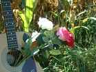 Picture for song 'CORNFIELDS AND ROSES' by artist 'donny linwood'