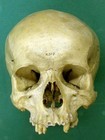 Picture for song 'Busta Skull' by artist 'Dred'
