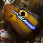 Picture for song 'Tide' by artist 'Fangblenny Sandwich'