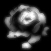 Picture for song 'A Flowers Etymology' by artist 'Forbidden Forgiveness'
