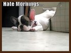 Picture for song 'I Hate to Get Up in the Morning' by artist 'Freddy J'