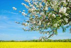 Picture for song 'Spring (Open window mix)' by artist 'George Megas'