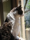 Picture for song 'FOR A MISSING CAT' by artist 'Girardey'