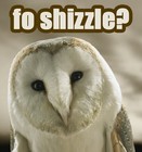 Picture for song 'Shizzle' by artist 'Gossip Beats'