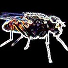 Picture for song 'Brian The Mechanical Fly' by artist 'Hedgehog and Fraud'