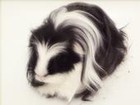 Picture for song 'Medley from Cobalt Rat Candelabra Radio Theatre' by artist 'High Pink Clouds'
