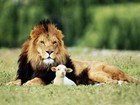 Picture for song 'LAMB and Lion.mp3' by artist 'HungryWulf'