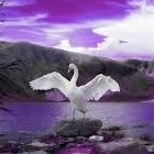 Picture for song 'Song Of The Swan' by artist 'Illusive Dreamer'