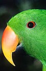 Picture for song 'The Strange Saga of Quoth, the Parrot' by artist 'Joe Wrabek'