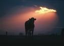 Picture for song 'Cattle: The Destruction of Earth' by artist 'jrmcdaniel'
