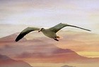 Picture for song 'Sailing On The Wind' by artist 'Kaael'