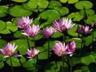 Picture for song 'Vs. Paranormal Sagacity aka Lotus II' by artist 'Khophyn Incognito'