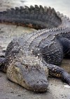 Picture for song 'Speaking Alligator' by artist 'K-Lik'