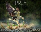 Picture for song 'Prey (Original) *FreeDL*' by artist 'Klimax Productions'
