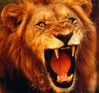 Picture for song 'we run this city' by artist 'Lion's Den Records Production'