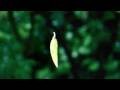 Picture for song 'Spinning Leaf' by artist 'LondonPenda'