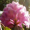 Picture for song 'When the Rhododendron Bloom' by artist 'Lonesome Swordfish'